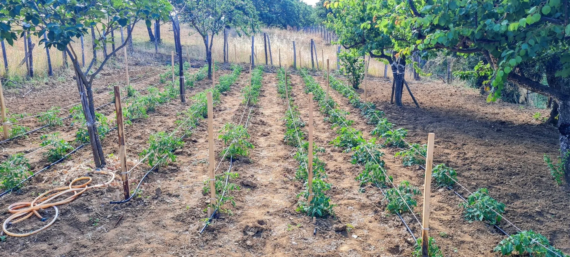 Agricoltura nicosiana