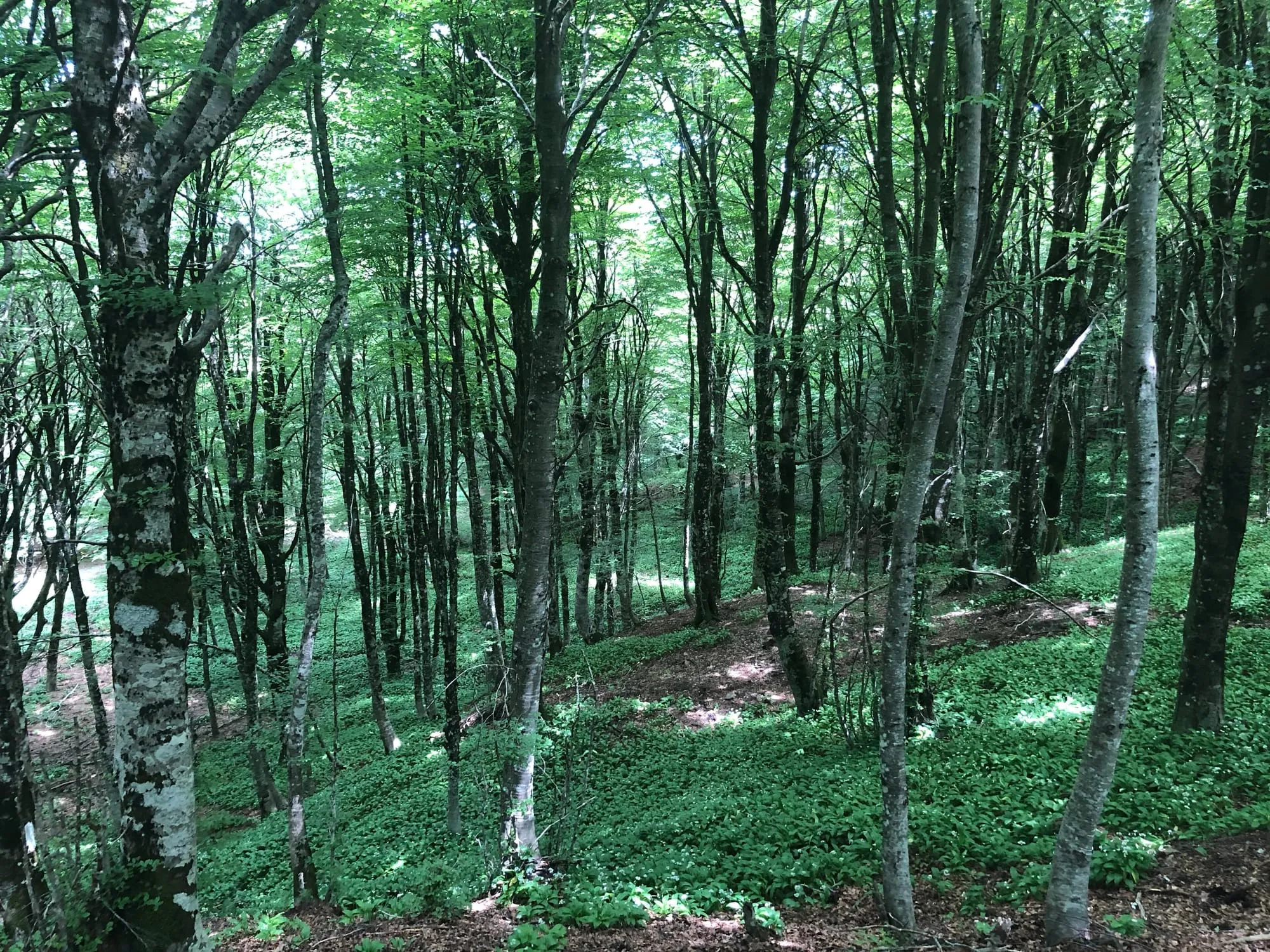 Bosco dei Nebrodi