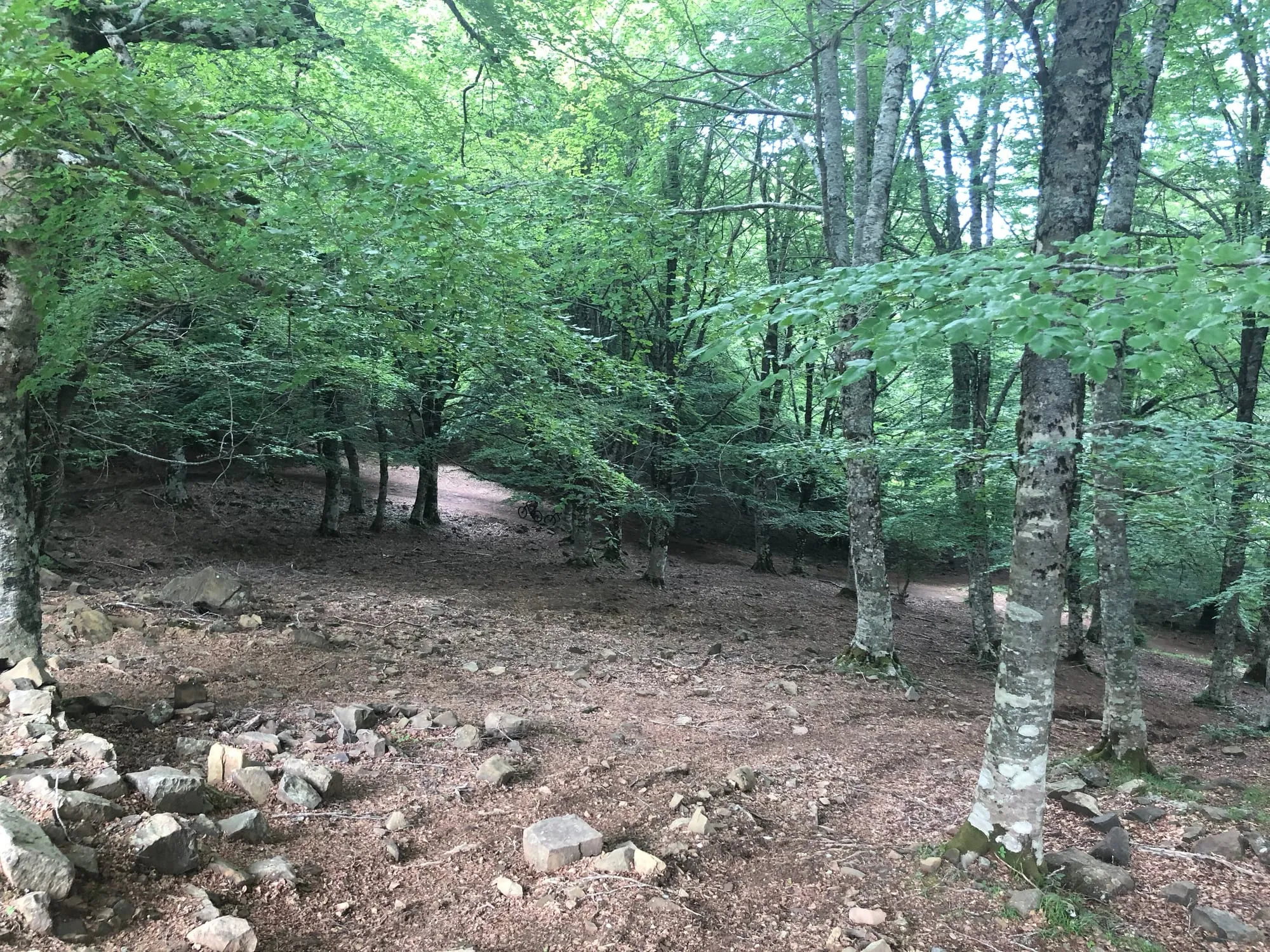 Foresta dei Nebrodi