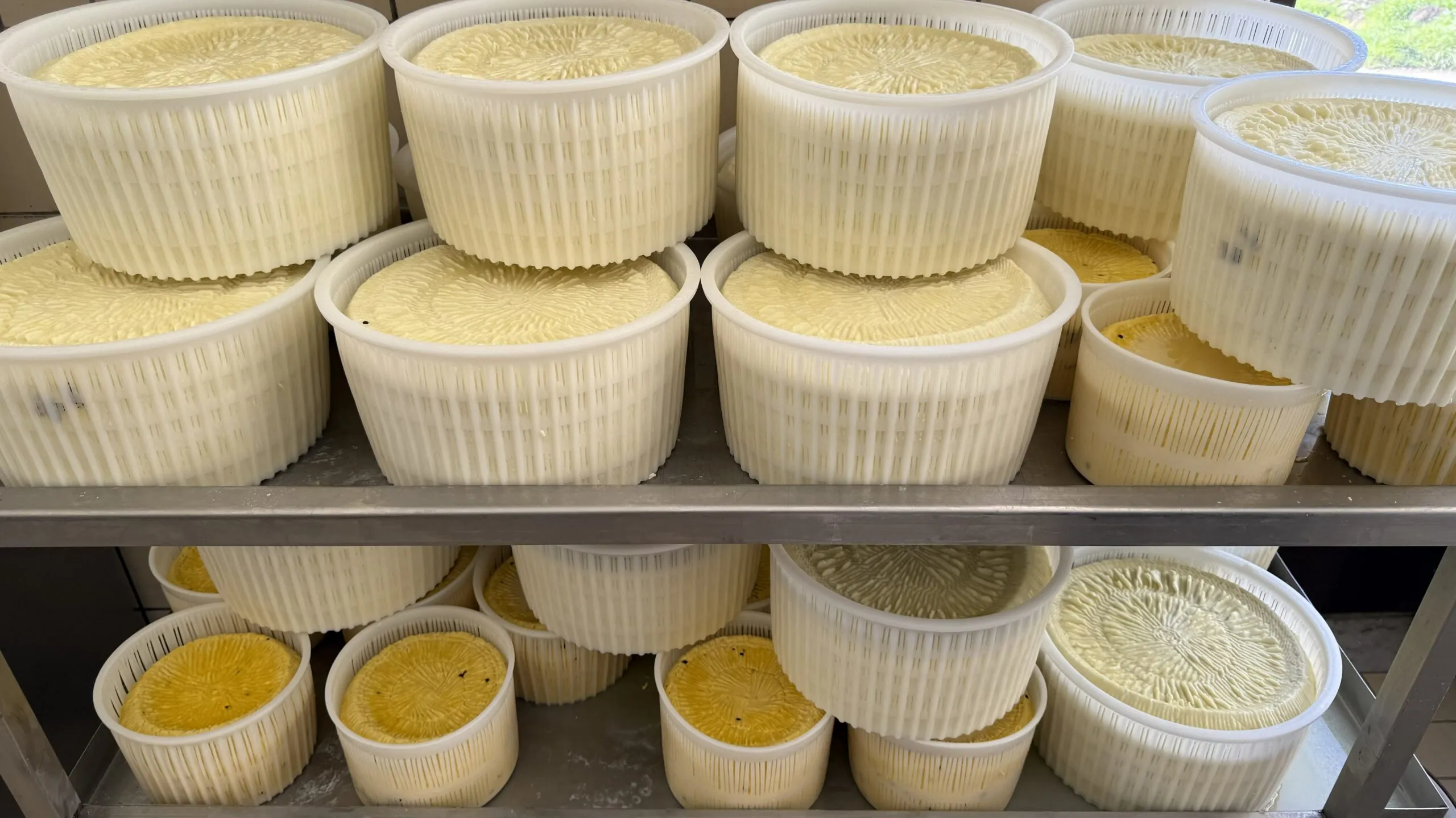 Ricotta di Spina Santa, Nicosia